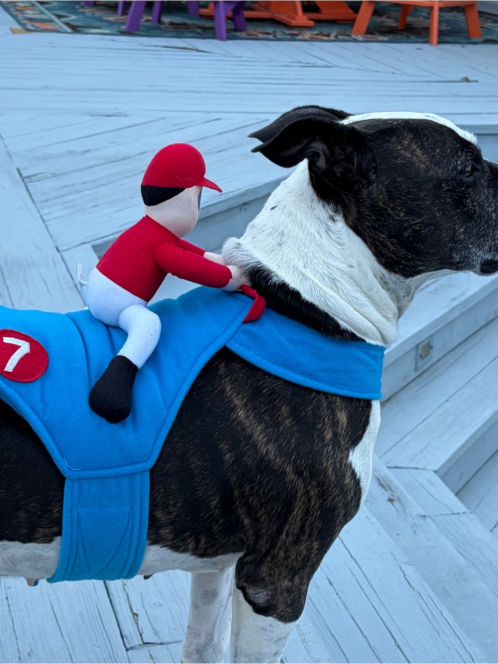 Blue Dog Racing Saddle with Rider Toy - Pets Dog